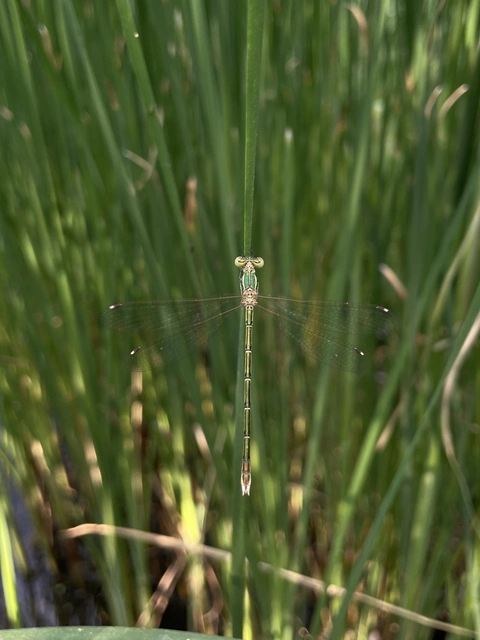 Lestes barbarus - foltosszárnyjegyű rablószitakötő