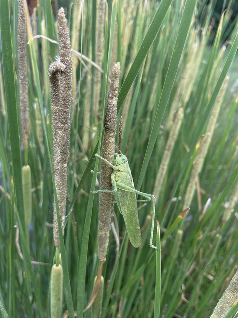 Tettigonia viridissima - zöld lombszöcske