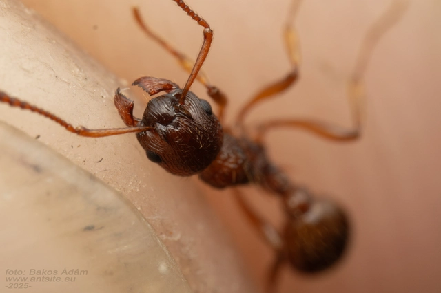 Myrmica ruginodis - erdei bütyköshangya