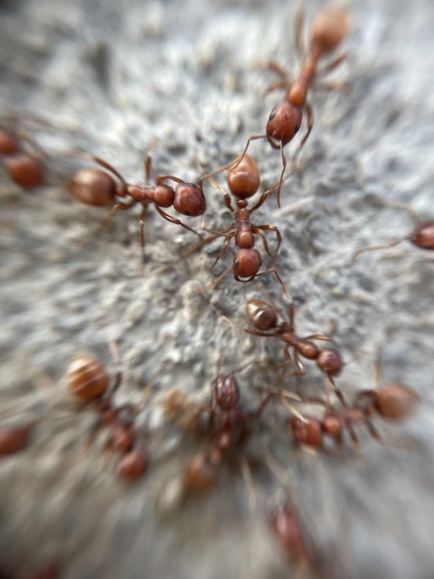 Polyergus rufescens - amazonhangya