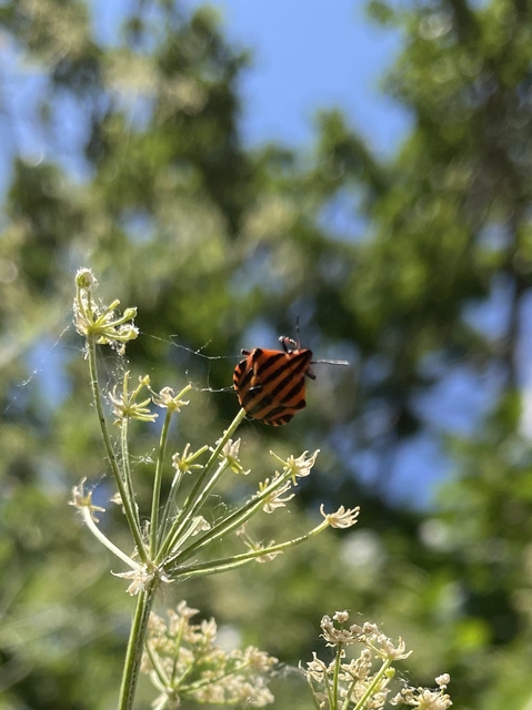 Graphosoma italicum - csíkos pajzsospoloska