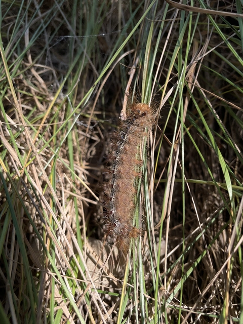 Lymantria dispar - gyapjaslepke