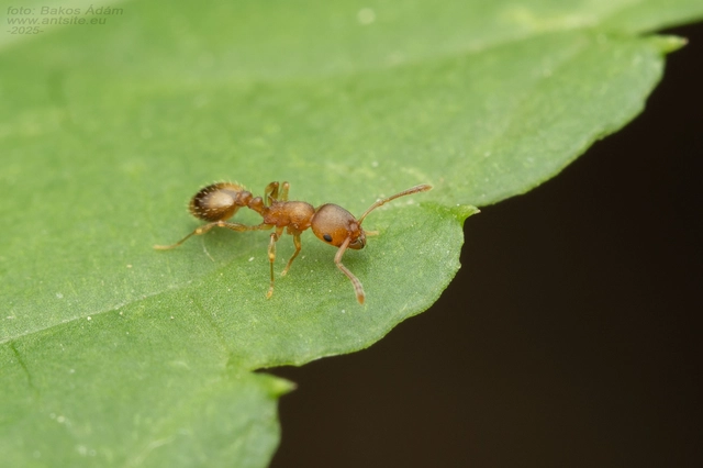 Temnothorax crassispinus - gubacslakó kéreghangya