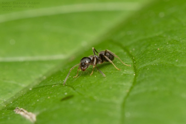 Lasius platythorax - erdei feketehangya