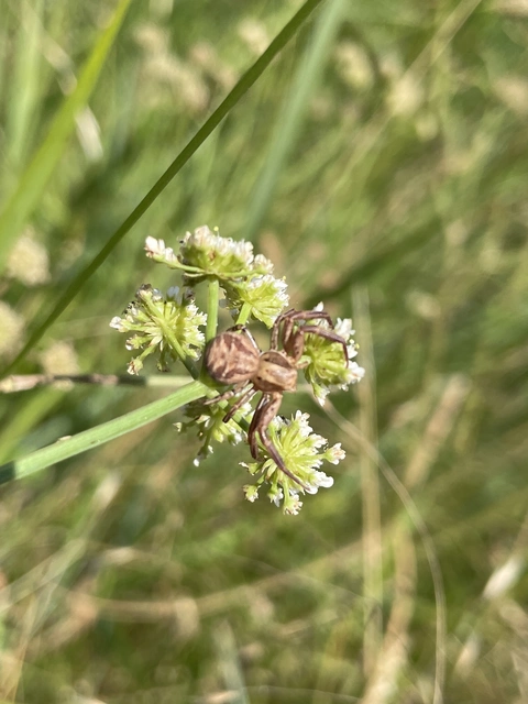 Xysticus