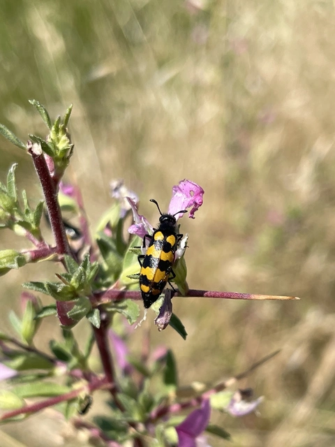 Mylabris pannonica - pannon hólyaghúzó Mylabris pannonica - pannon hólyaghúzó