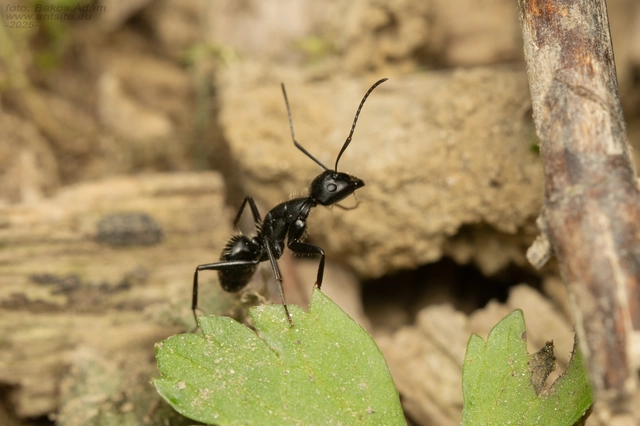 Camponotus vagus - fekete lóhangya