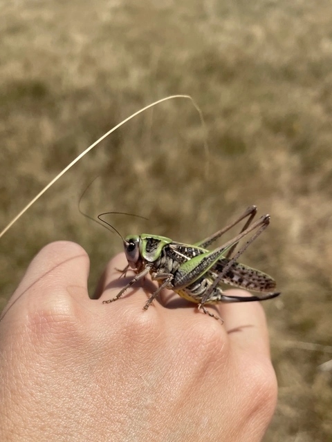 Decticus verrucivorus - szemölcsevő szöcske