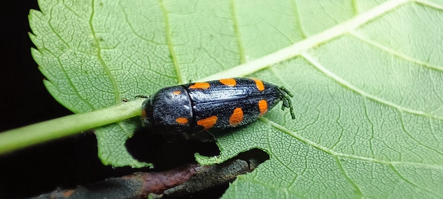 Ptosima undecimmaculata - sárgafoltos díszbogár
