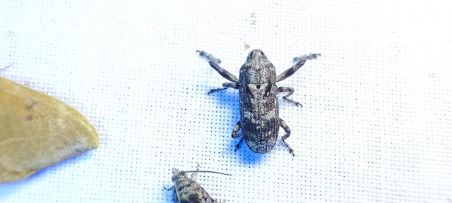 Gasterocercus depressirostris - laposorrú ormányos