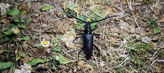 Cerambyx cerdo - nagy hőscincér