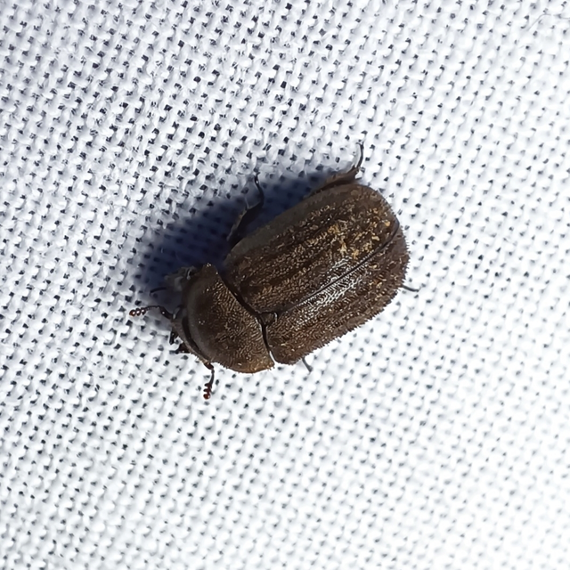 Aesalus scarabaeoides - szőrös szarvasbogár