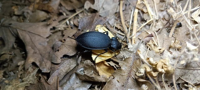 Carabus coriaceus - bőrfutrinka