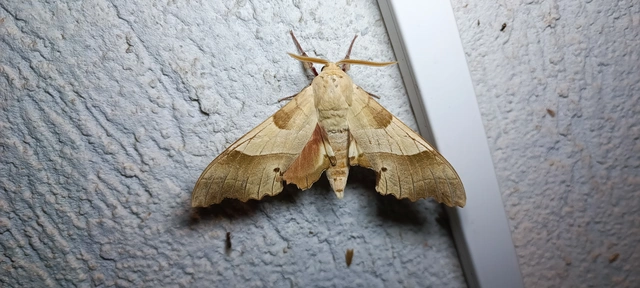 Marumba quercus - tölgyfaszender