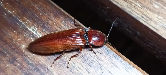 Stenagostus rufus - nagy pattanó