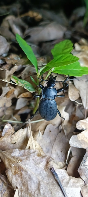 Carabus coriaceus - bőrfutrinka