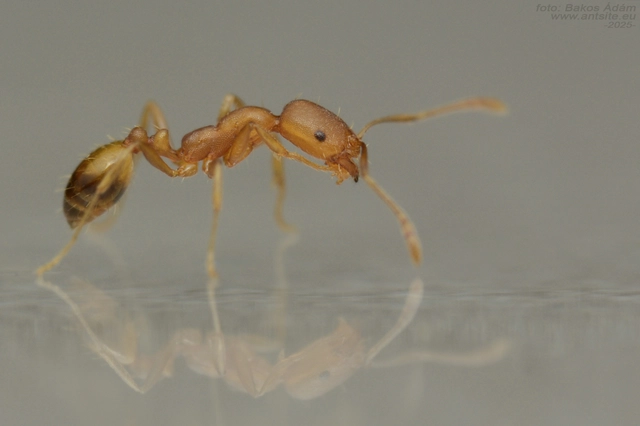 Monomorium pharaonis - fáraóhangya