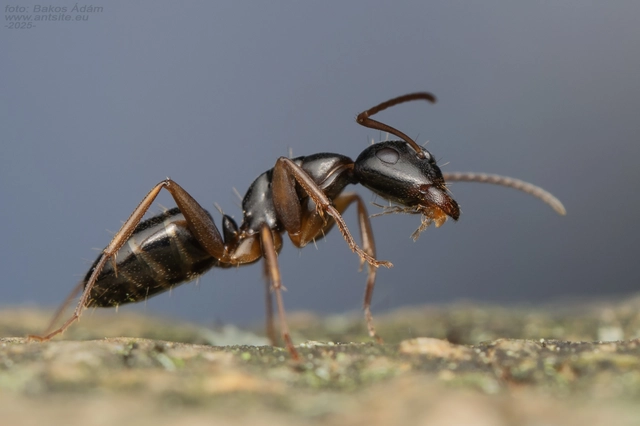 Camponotus fallax - ligeti lóhangya