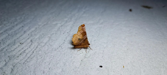 Selenia lunularia - egyfoltos holdasaraszoló