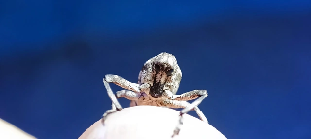 Gasterocercus depressirostris - laposorrú ormányos
