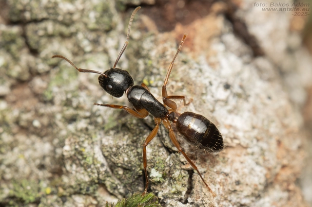 Camponotus tergestinus - sárgalábú lóhangya