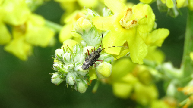 Closterotomus biclavatus - aranyszőrű mezeipoloska