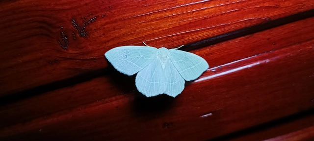 Hemistola chrysoprasaria - kékes zöldaraszoló