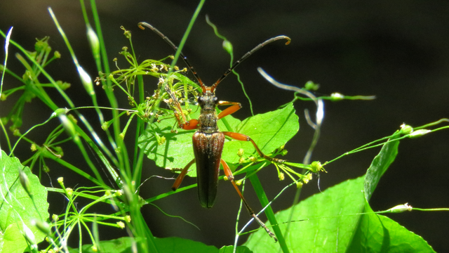 Stenocorus meridianus - fűz-gyökércincér