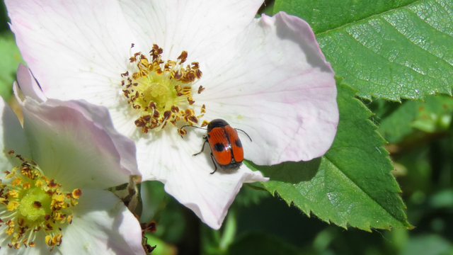 Cryptocephalus bipunctatus - kétpettyes zömökbogár