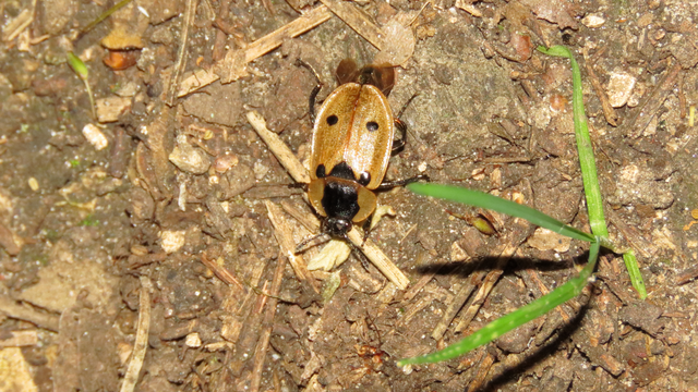 Dendroxena quadrimaculata - négypettyes dögbogár