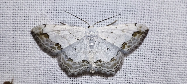 Scopula ornata - díszes fehéraraszoló