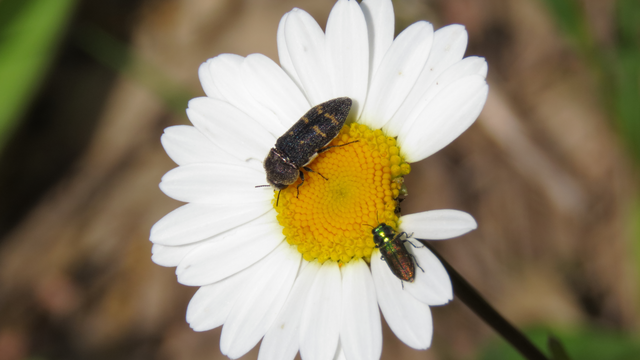 Acmaeoderella flavofasciata - sárgacsíkos zömökdíszbogár