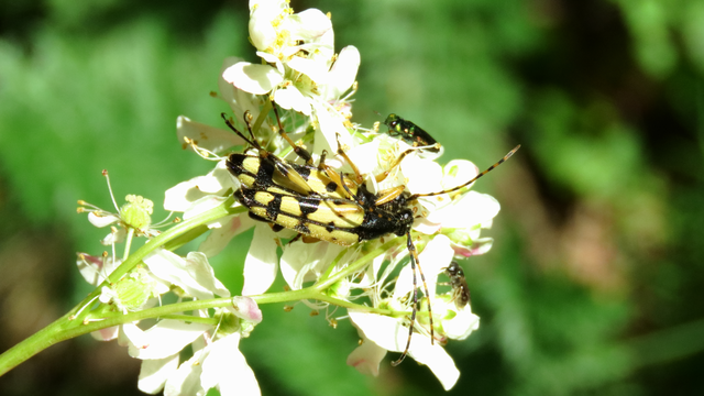 Rutpela maculata - tarkacsápú karcsúcincér