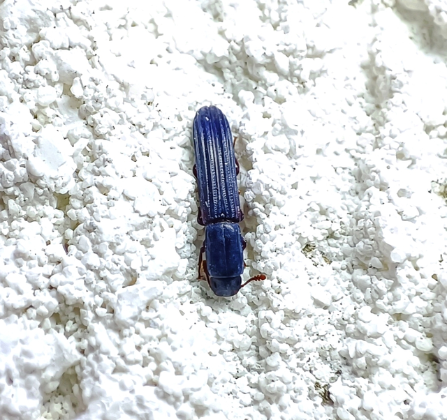Colydium elongatum - ösztövér héjbogár