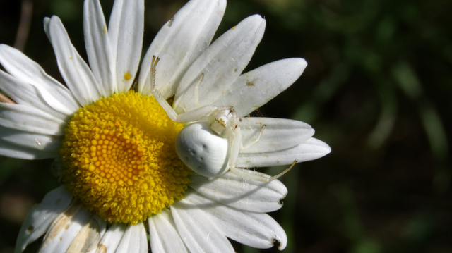 Misumena vatia - viráglakó karolópók