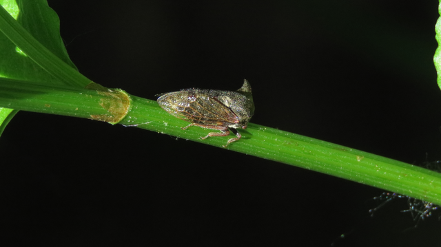 Centrotus cornutus - szarvaskabóca