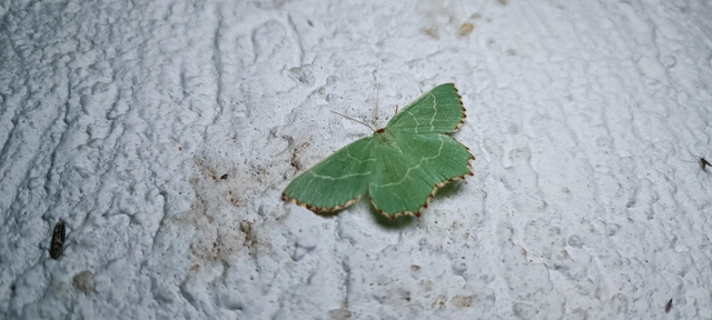 Thalera fimbrialis - csipkésszélű zöldaraszoló