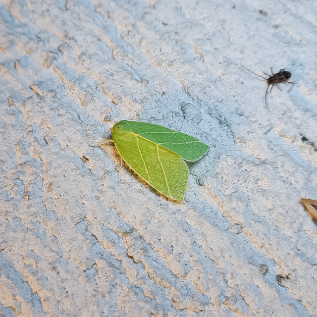 Bena bicolorana - tölgyfa-zöldbagoly