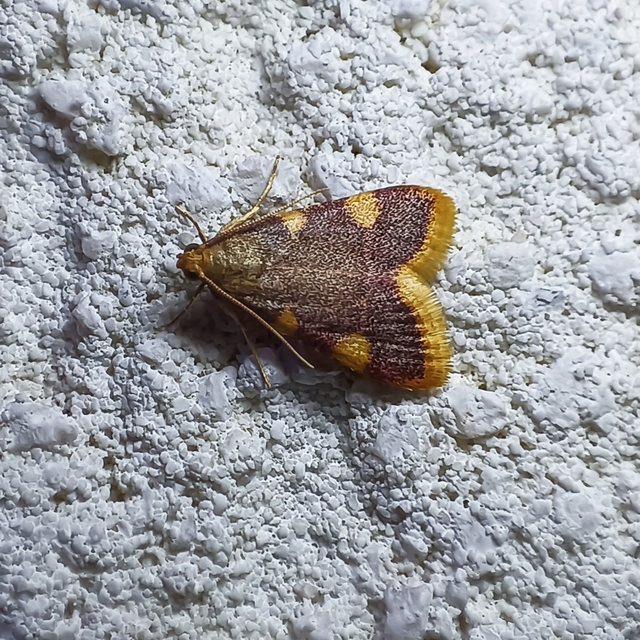 Hypsopygia costalis - szénailonca