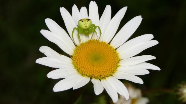 Ebrechtella tricuspidata - alakoskodó karolópók