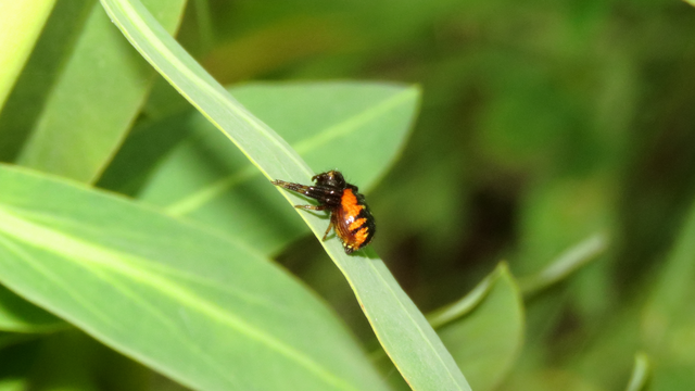 Synema globosum - fekete-sárga karolópók
