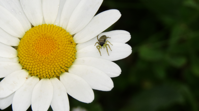 Heliophanus