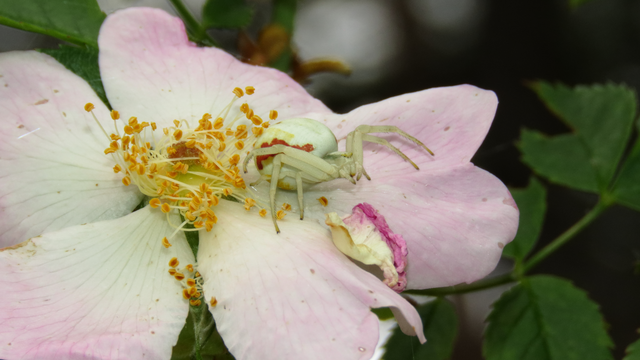 Misumena vatia - viráglakó karolópók