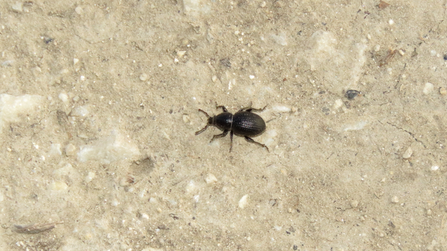 Psallidium maxillosum - fekete barkó