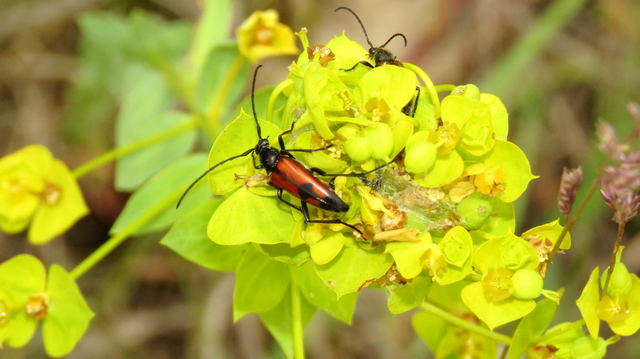 Stenurella bifasciata - kétöves karcsúcincér