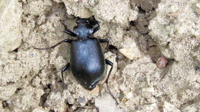 Calosoma inquisitor - kis bábrabló