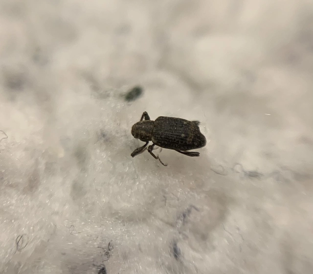 Bagous puncticollis - horpadt víziormányos Bagous puncticollis - horpadt víziormányos