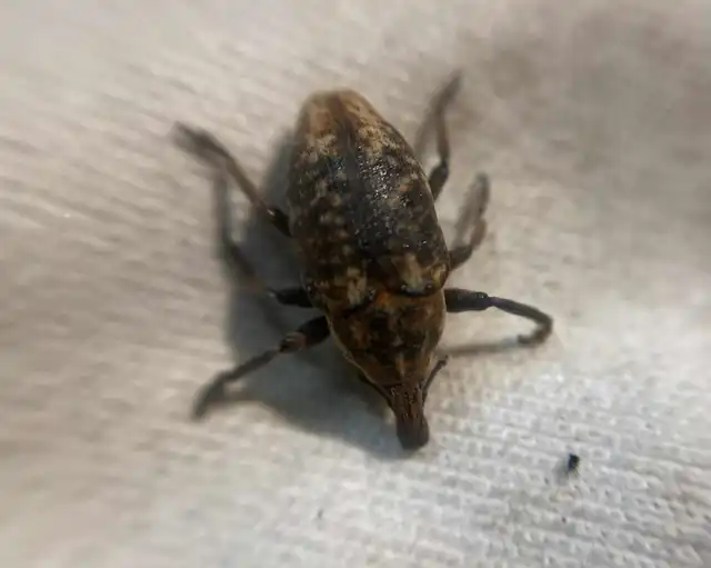 Larinus pollinis - bábakalács-púderbarkó