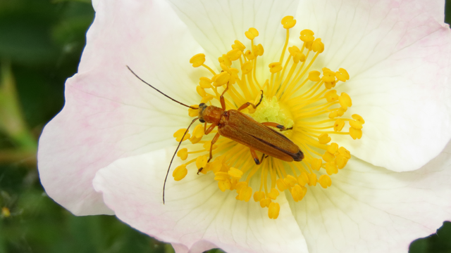 Oedemera podagrariae - székfű-álcincér