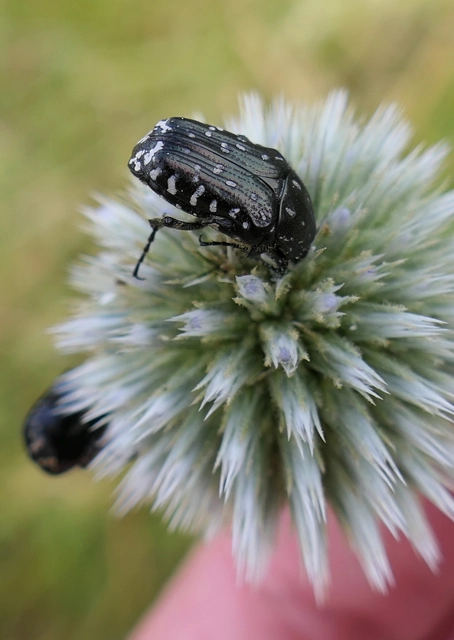 Oxythyrea funesta - sokpettyes virágbogár